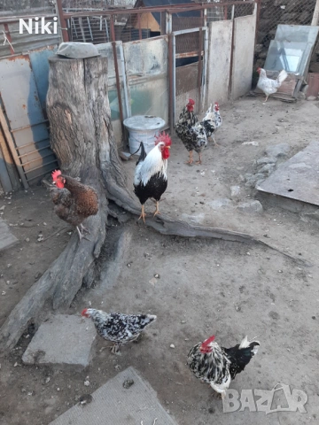 Продавам минало годишни кокошки 5бр.и два броя петли, снимка 7 - други­ - 54037478