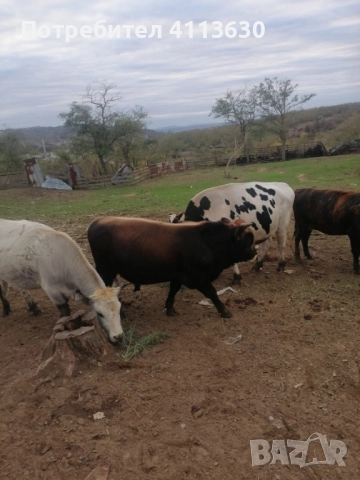 Телета, снимка 1