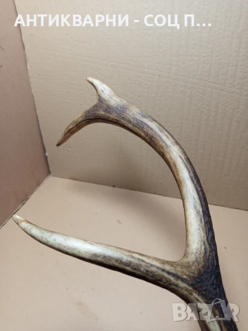 Стар Голям Единичен Еленски Рог Рога., снимка 8 - Антикварни и старинни предмети - 51321602