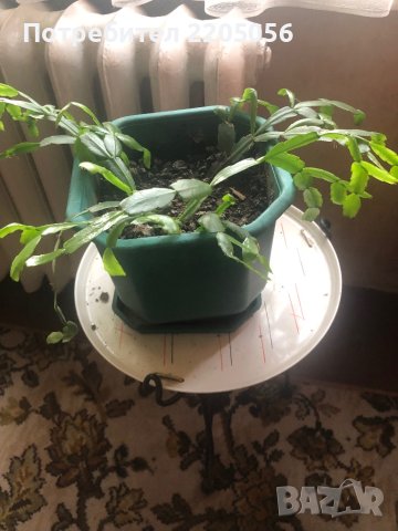 Продавам коледарчета бели и розови, снимка 3 - Саксии и кашпи - 42684608