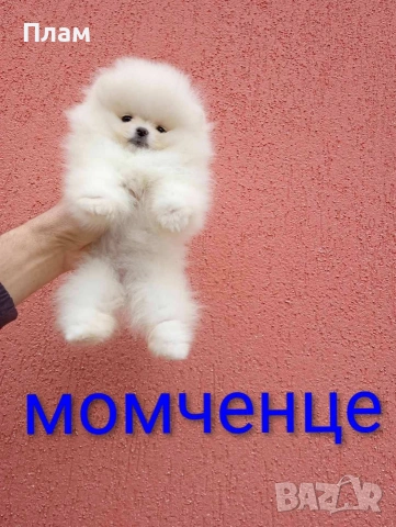 Бели мини Померани. Реални снимки от 04.04.26 г. , снимка 3 - Померан - 54038182
