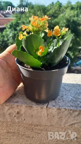 Оранжево каланхое, снимка 5 - Стайни растения - 50842442