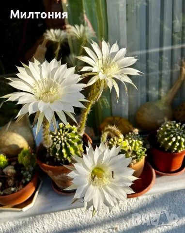 кактус ехинопсис 