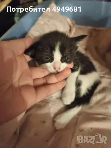 ПОДАРЯВАМЕ КОТЕНЦА, снимка 2 - Други - 56076935