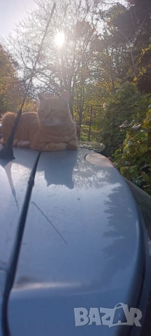 Хамалски услуги 