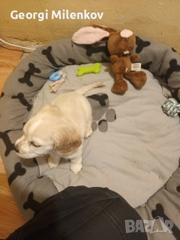 Кученце мъжко, снимка 3 - Други - 53064116