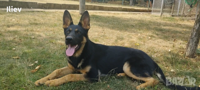 Немска овчарка 