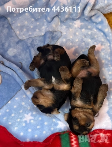 Три мъжки йоркита от родословни родители“, снимка 4 - Йоркширски териер - 52836585