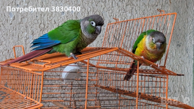 папагали пирура мулина и пирура хипоксантия