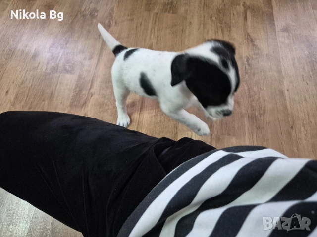 продаваме лабрадор , снимка 6 - Лабрадор ретривър - 53063685