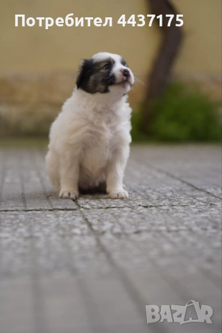 мъжки кученца, снимка 6 - Други - 53874784