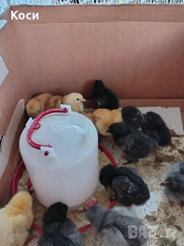 Люпя пиленца с яйца на клиента 