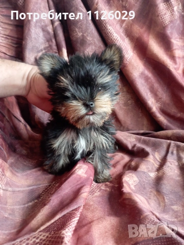 Мини йорки - момичета , снимка 4 - Йоркширски териер - 54235703