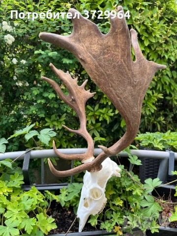 Трофей Елен лопатар, снимка 2 - Други - 50464297