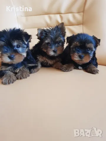 Йорки йоркширски триер , снимка 8 - Йоркширски териер - 47483651