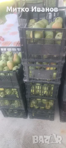 Продавам зимна попска круша