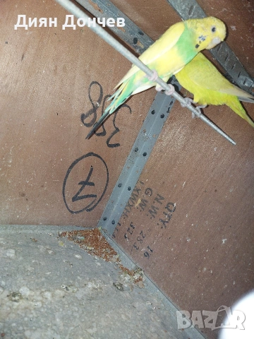 продавам корели , снимка 6 - Папагали - 52263263