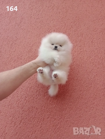 Мини момиченце. Реални снимки от днес! Померанче., снимка 6 - Померан - 53209897