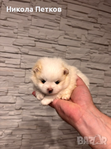 Померан , снимка 2 - Померан - 52997212