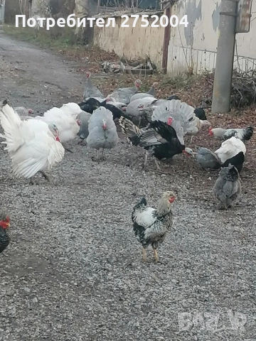 пуйки и пуяци , снимка 7 - Кокошки и пуйки - 52834291