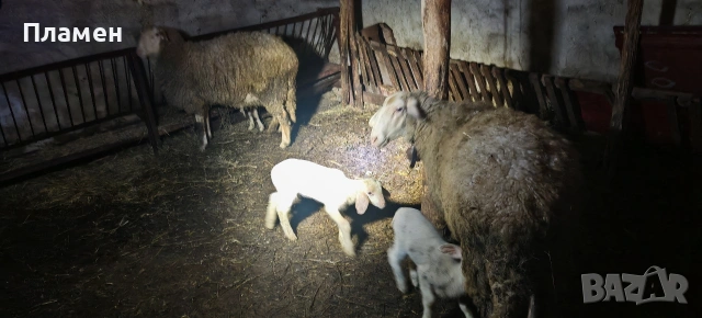 2 шилета с 3 агнета , снимка 3 - Овце - 54067117