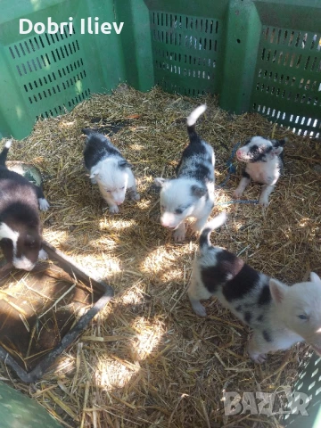 Продавам Бордан Колита, снимка 1