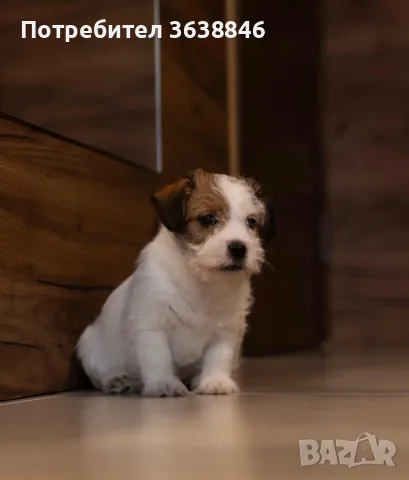 Джак ръсел твърдокосмест., снимка 3 - Джак ръсел териер - 48679029