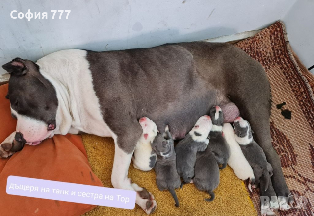 Американски Були XL кучето не се продава само за разплод на снимките се вижда  майката сестра на Тор, снимка 2 - Други - 36470695