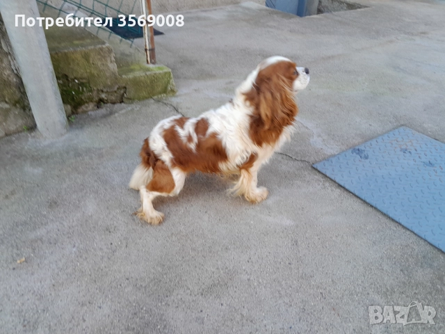 Кавалер кинг чарлз шпаньол, снимка 2 - Кавалер кинг чарлз шпаньол - 52793119