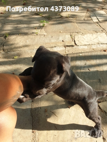 кане корсо, снимка 3 - Кане корсо - 52815754