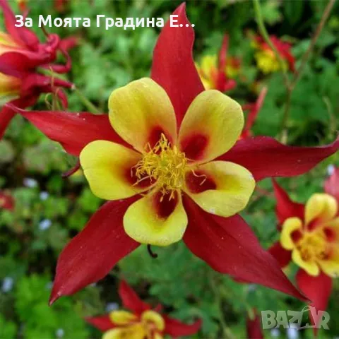 Аквилегия , снимка 4 - Градински цветя и растения - 49424812