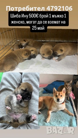 Шиба Ину Кученца