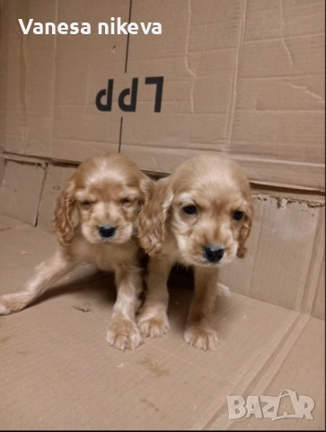 Чистокръвни Кокер Шпаньоли, снимка 4 - Кокер шпаньол - 51548928