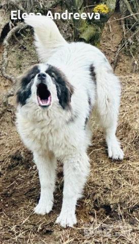 родословно каракачанско куче, снимка 3 - Каракачанска овчарка - 54290423