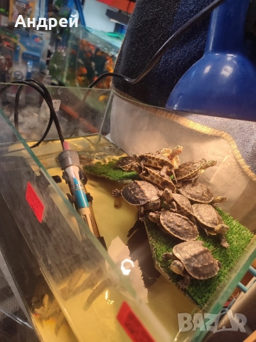 Костенурка( ocadia reevsii ), снимка 5 - Костенурки - 50312940