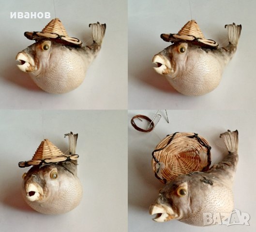 Риба папагал, снимка 2 - Колекции - 30146640