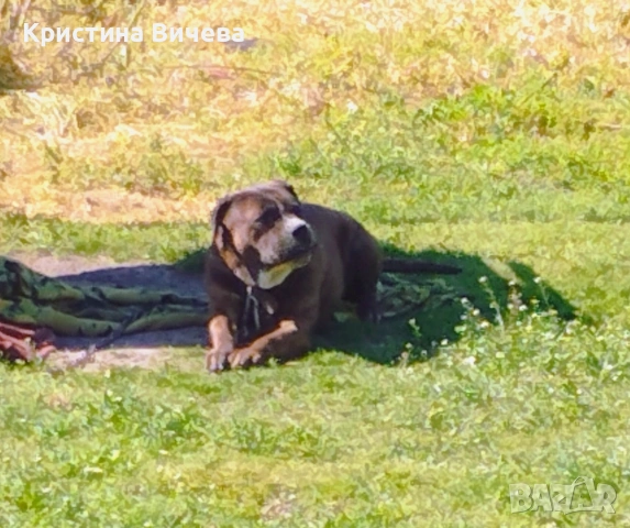 Малки кученца- Лабрадор