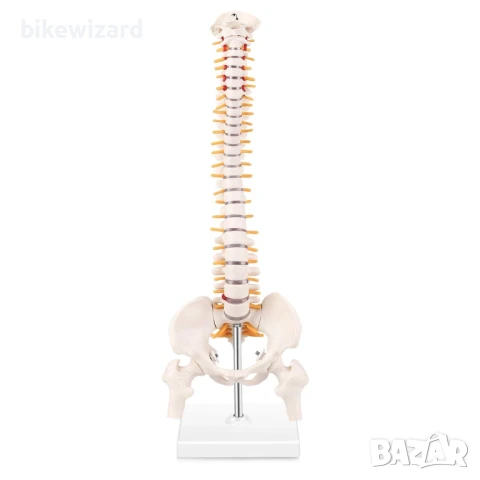 MIIRR Мини модел на анатомията на гръбначния стълб НОВО, снимка 4 - Медицинска апаратура - 50635723