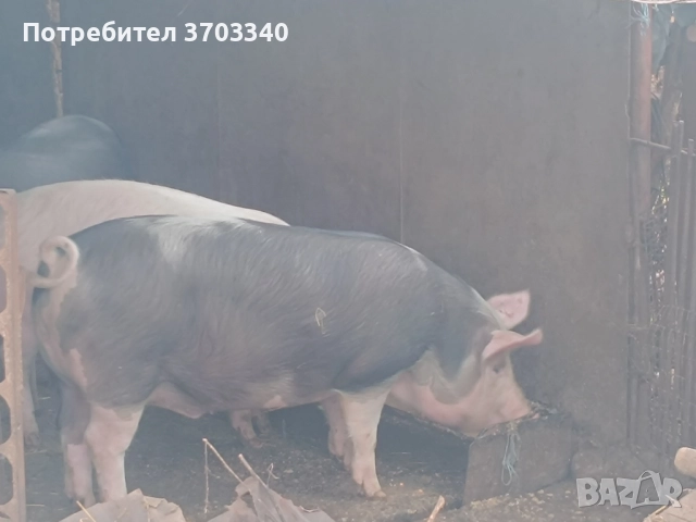 Продовам 2 прасета, снимка 2 - Прасета - 52908212