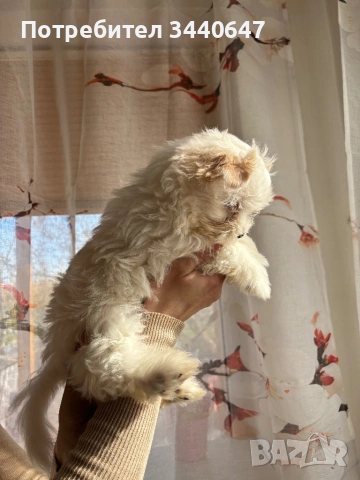 Йорки Голд Дъст, снимка 4 - Йоркширски териер - 53904181