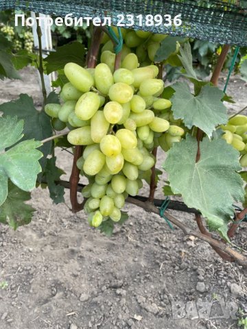 Десертни сортове грозде., снимка 11 - Разсади - 38898244