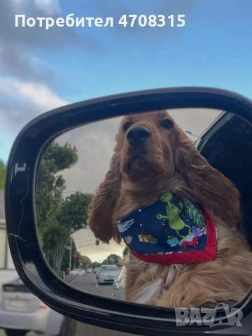 Кокер шпаньол страхотно момченце, снимка 6 - Кокер шпаньол - 53884467