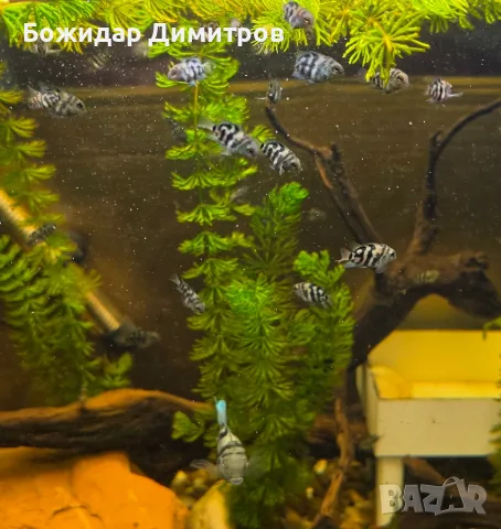 рибки син папагал  (Polar Blue Parrot Cichlid), снимка 5 - Рибки - 56085754