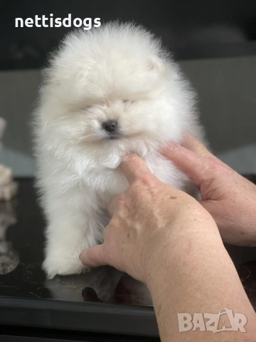 Уникални Мини Померани с родословие