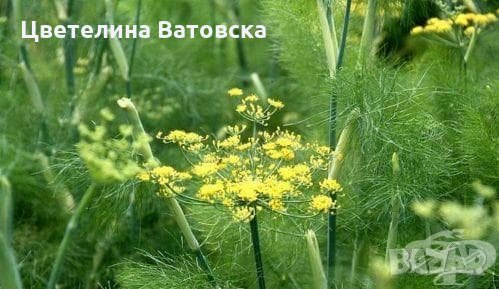 Етерично масло от резене, снимка 3 - Други - 30336821