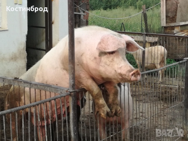 угоени прасета, снимка 3 - Прасета - 52047485