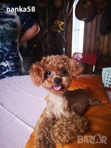 Продавам малтипу, снимка 5 - Болонка - 52966209