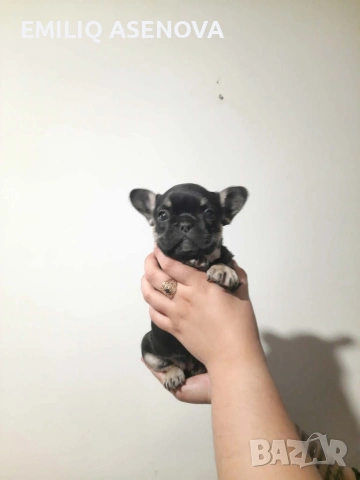 Френски Булфог, снимка 6 - Френски булдог - 54175204