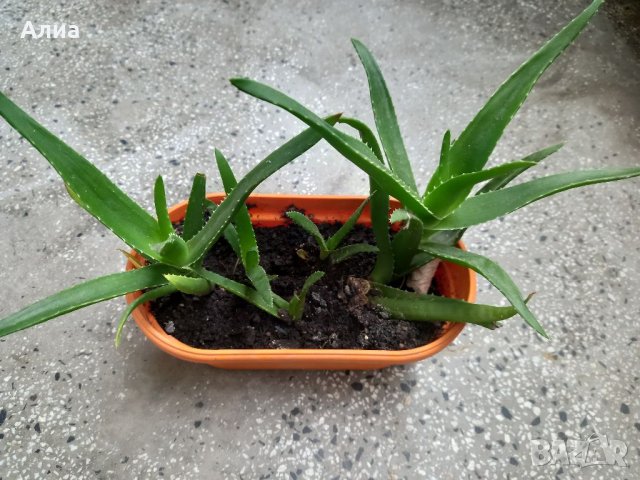 Алое 5 корена, снимка 4 - Градински цветя и растения - 38579086