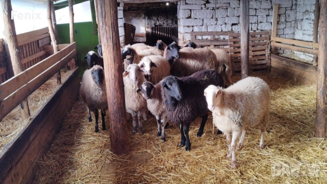 Продавам 60 овце, снимка 4 - Овце - 52802718